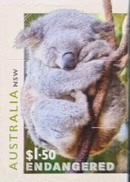 Sleeping Koala