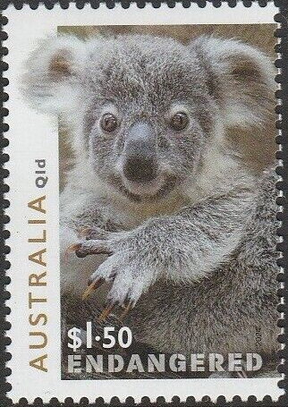 Young Koala
