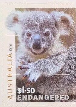 Young Koala