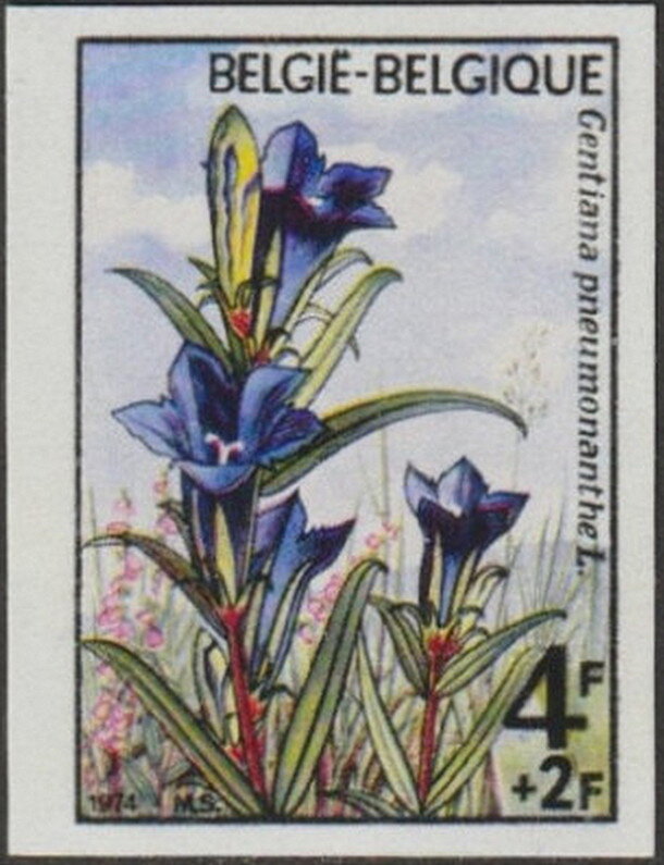 Gentiana pneumonanthe (Marsh Gentian)