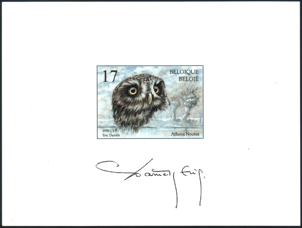 Little Owl (Athene noctua)