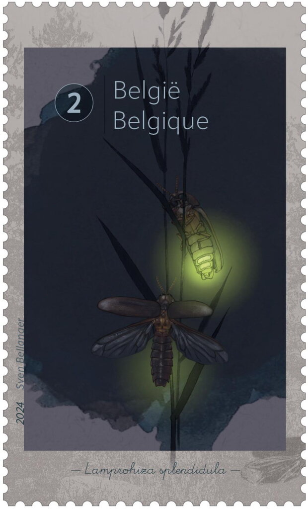 Splendid Glowworm (Lamprohiza spendidula)