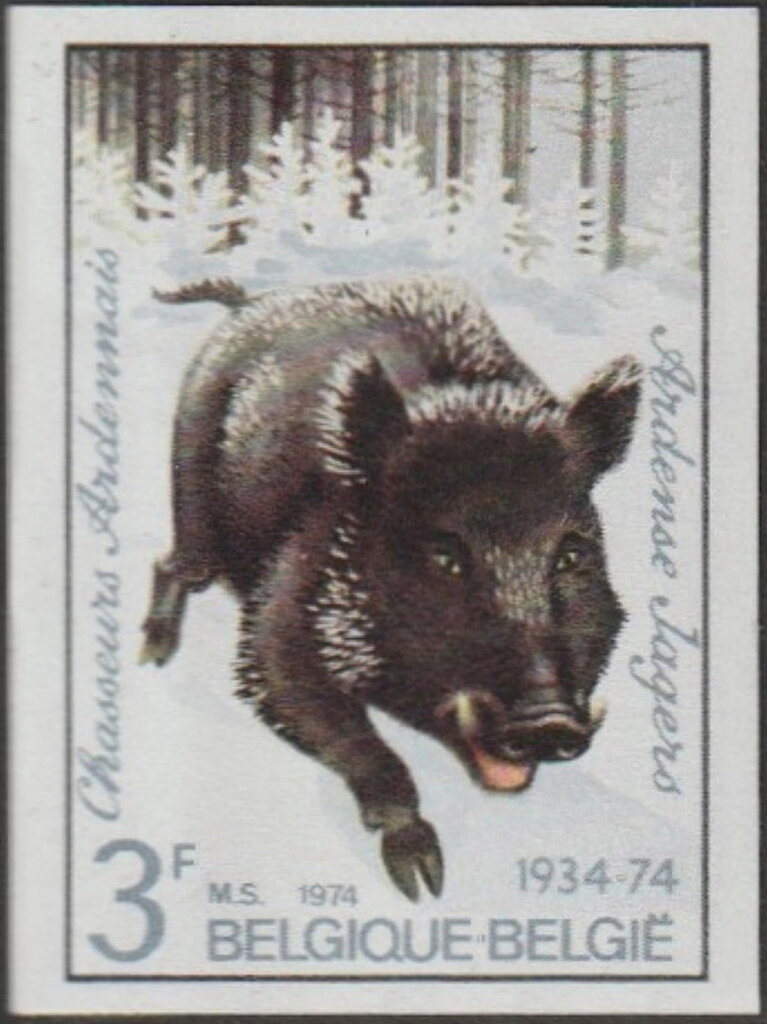 Wild Boar (Sus scrofa)