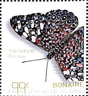 Blue Cracker (Hamadryas feronia)