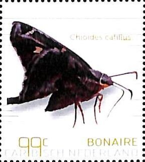 Chioides catillus