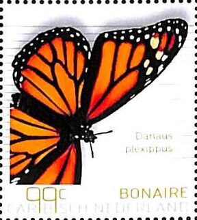 Monarch Butterfly (Danaus plexippus)