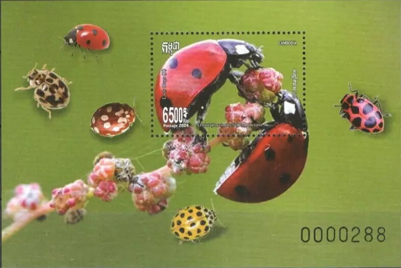 Seven-spot Ladybugs (Coccinella septempunctata)