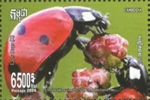 Seven-spot Ladybugs (Coccinella septempunctata)