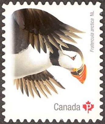 Atlantic Puffin (Fratercula arctica)