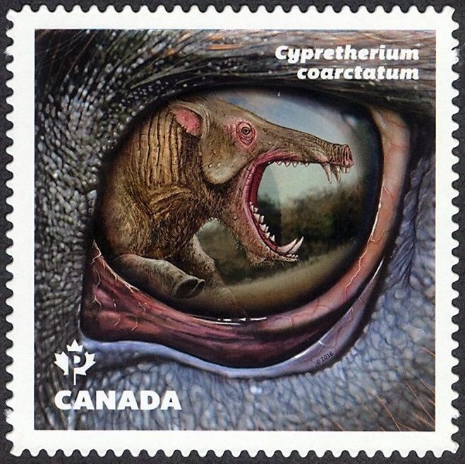 Cypretherium coarctatum