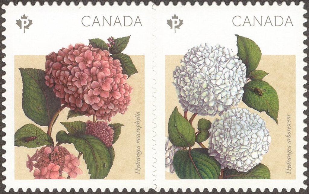 Hydrangea