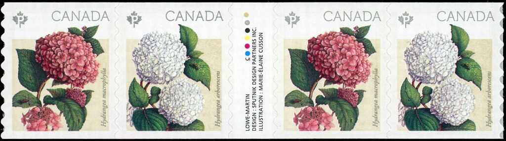 Hydrangea