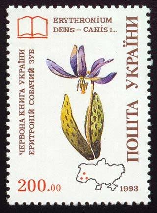 Erythronium dens-canis L.