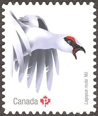 Rock Ptarmigan (Lagopus muta)