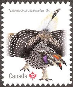 Stamp, Sharp-tailed Grouse (Tympanuchus phasianellus), Canada,  , Animals (Fauna), Birds