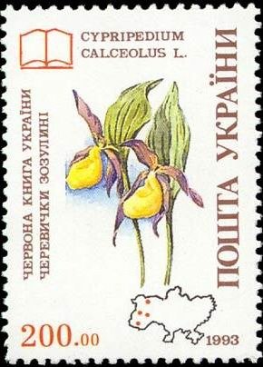 Cypripedium calceolus L.