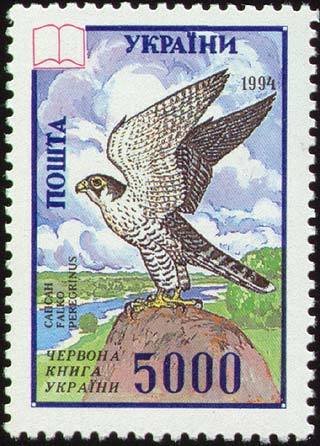 Peregrine Falcon (Falco peregrinus)