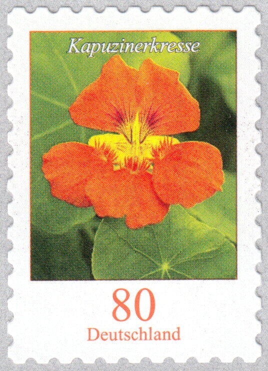 Tropaeolum majus