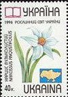 Narcissus angustifolius