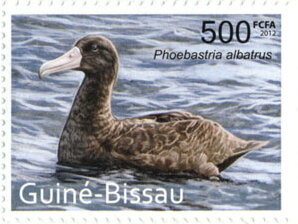 Phoebastria albatrus