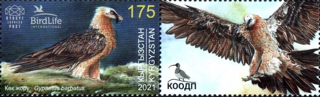 Bearded Vulture (Gypaetus barbatus)