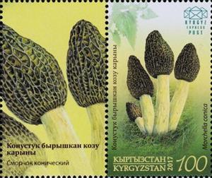 Stamp with Attached Label, Black Morel (Morchella conica), Kyrgyzstan- Kyrgyz Express Post,  , Mushrooms