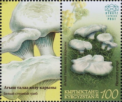 Boletus of the Steppes (Pleurotus eryngii)