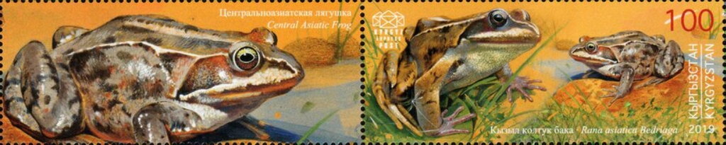 Stamp with Attached Label, Central Asiatic Frog (Rana asiatica Bedriaga), Kyrgyzstan- Kyrgyz Express Post,  , Amphibians, Animals (Fauna), Frogs