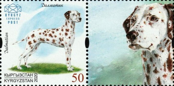 Dalmatian