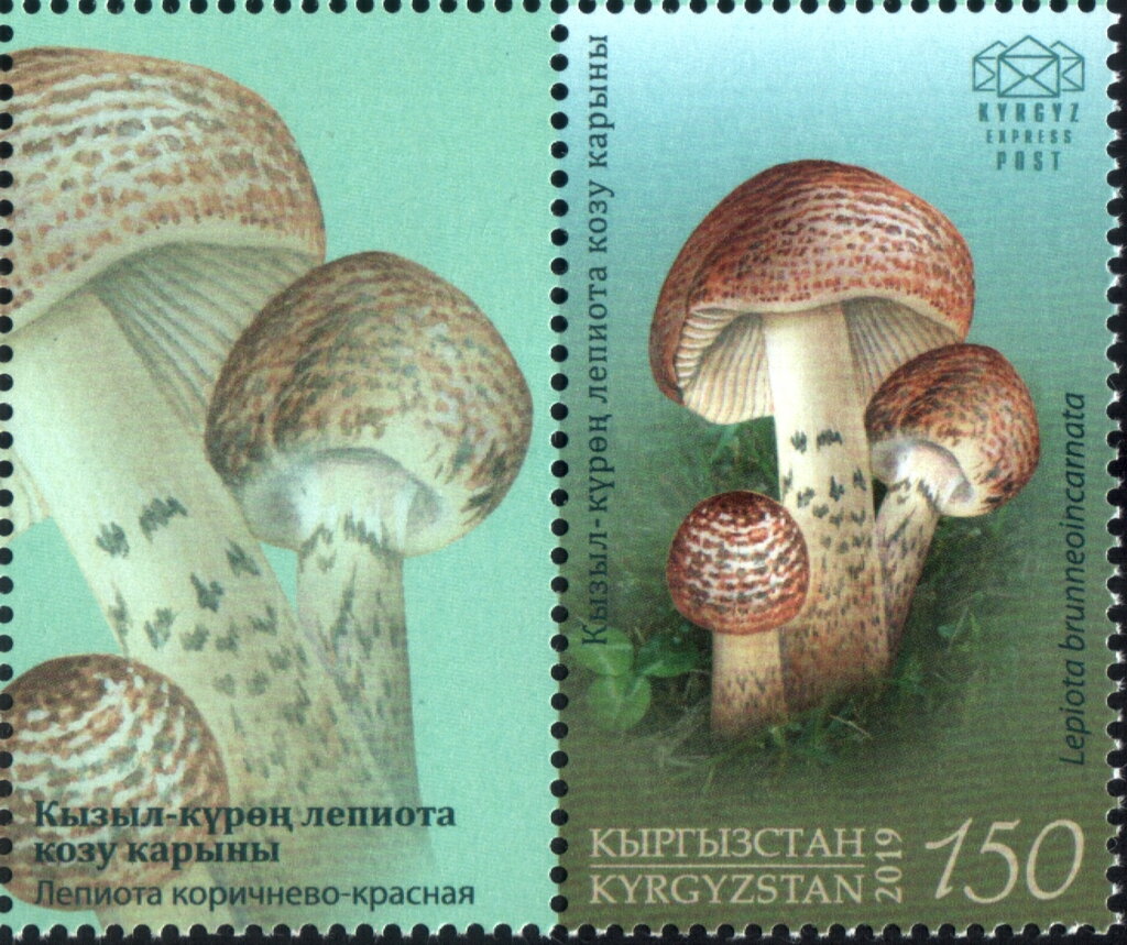 Deadly Dapperling (Lepiota brunneoincarnata)