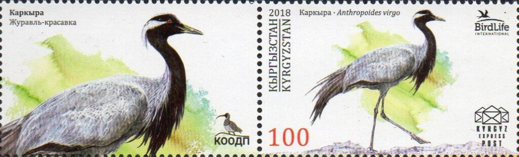 Demoiselle Crane (Anthropoides virgo)
