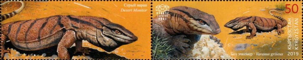 Desert Monitor (Varanus griseus)