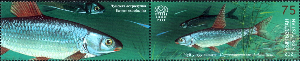 Eastern Ostroluchka (Capoetobrama kuschakewitschi)