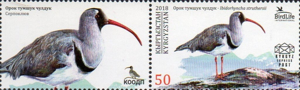 Ibisbill (Ibidorhyncha struthersii)