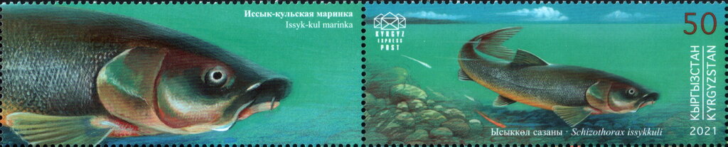 Issyk-Kul Marinka (Schizothorax issykkuli)