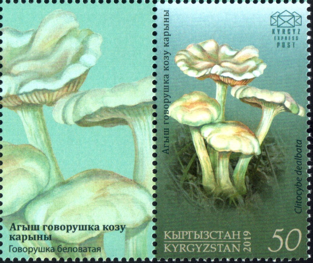Ivory Funnel (Clytocibe dealbata)