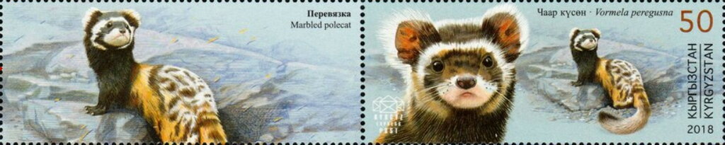 Marbled Polecat (Vormela peregusna)