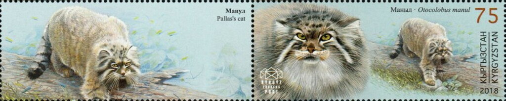 Pallas's Cat (Otocolobus manul)