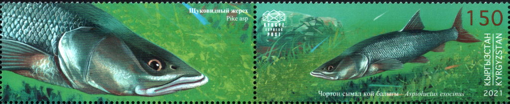 Stamp with Attached Label, Pike Asp (Aspiolucius esocinus), Kyrgyzstan- Kyrgyz Express Post,  , Animals (Fauna), Fishes