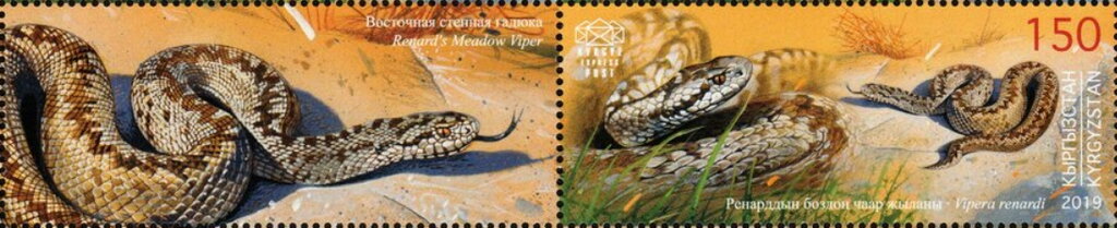 Renard's Meadow Viper (Vipera renardi)