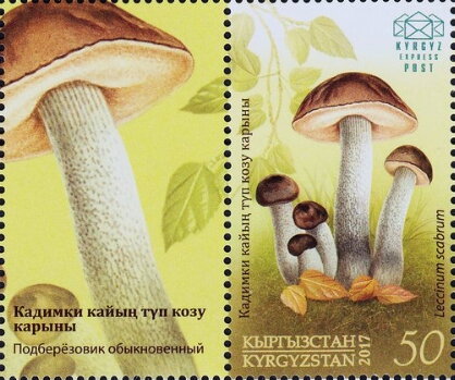 Rough-stemmed Bolete (Leccinum scabrum)