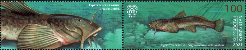 Turkestan Catfish (Glyptosternon reticulatum)