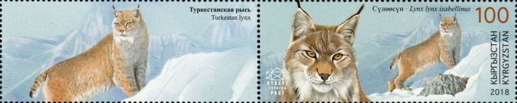Turkestan Lynx (Lynx lynx isabellinus)