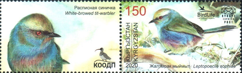 White-browed Tit-warbler (Leptopoecile sophiae)