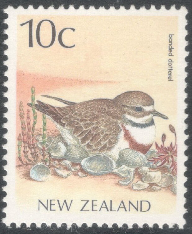 Banded Dotterel (Charadrius bicinctus) - Reprint