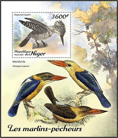 Megaceryle lugubris
