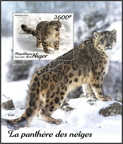 Panthera uncia
