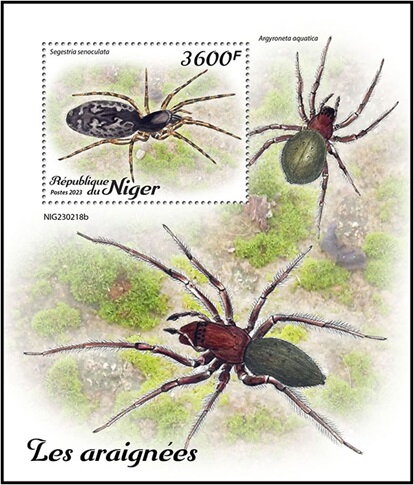 Segestria senoculata