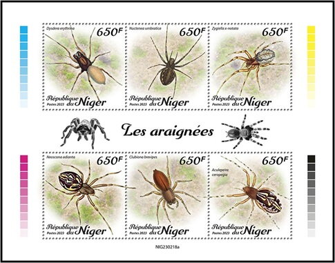 Spiders