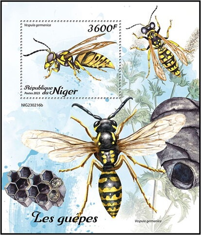 Vespula germanica